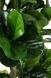 Штучна рослина FICUS LYRATA Bizzotto LYRATA Bizzotto фото 2